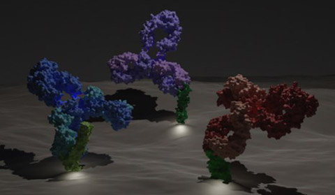 Pic of antibodies binding receptors